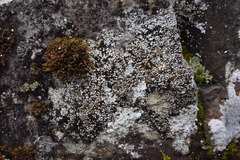 Lecanora argopholis