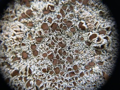 Lecanora argopholis