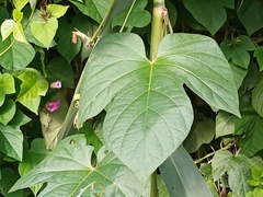 Ipomoea indica