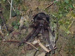 Coremiocnemis cunicularia