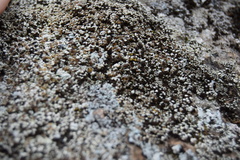 Lecanora argopholis