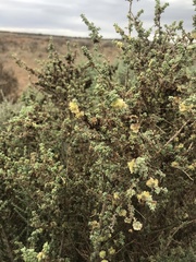 Maireana pyramidata