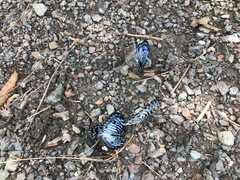 Graphium delessertii