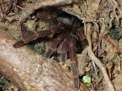 Coremiocnemis cunicularia