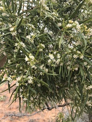 Myoporum platycarpum