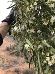 Myoporum platycarpum