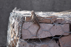 Sceloporus spinosus
