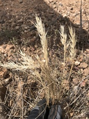 Rytidosperma tenuius