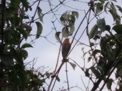 Erithacus rubecula