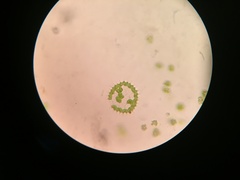 Hydrodictyaceae