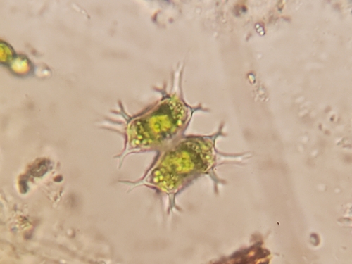 Staurastrum furcatum