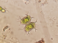 Staurastrum furcatum
