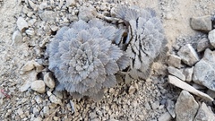 Notothlaspi rosulatum