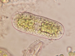 Netrium oblongum