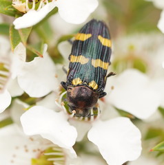 Castiarina rectifasciata