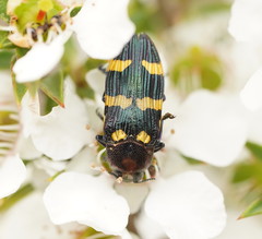 Castiarina rectifasciata