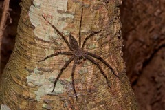 Heteropoda boiei