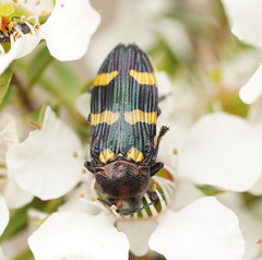 Castiarina rectifasciata