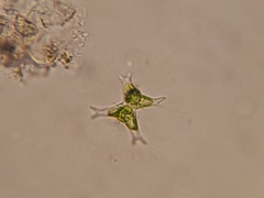 Staurastrum brachiatum