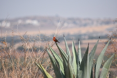 Pyrocephalus rubinus