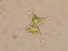 Staurastrum brachiatum