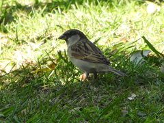 Passer domesticus