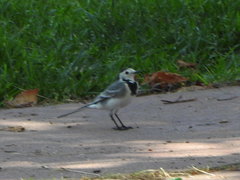 Motacilla alba