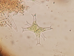 Staurastrum brachiatum