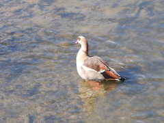 Alopochen aegyptiaca