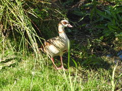 Alopochen aegyptiaca