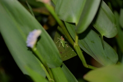 Hexacentrus unicolor