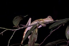 Gonocephalus bornensis
