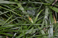 Hexacentrus unicolor