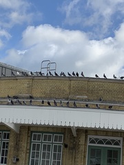 Columba livia domestica