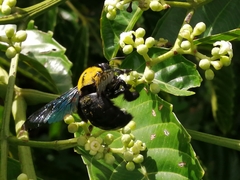Xylocopa flavonigrescens