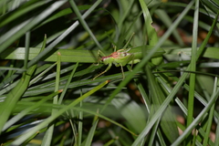 Hexacentrus unicolor