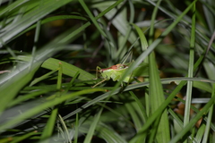 Hexacentrus unicolor