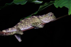 Gonocephalus bornensis