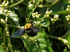 Xylocopa flavonigrescens