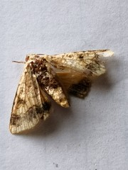 Helicoverpa assulta