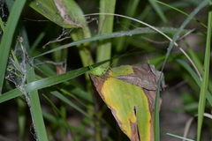 Hexacentrus unicolor