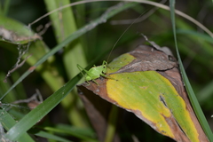 Hexacentrus unicolor