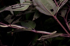 Dendrelaphis caudolineatus