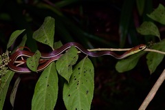 Dendrelaphis caudolineatus