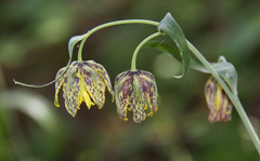 Fritillaria affinis affinis