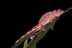 Gonocephalus bornensis