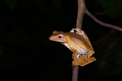 Polypedates otilophus