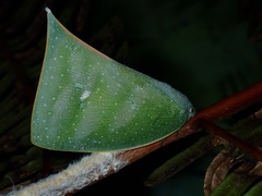 Colobesthes falcata