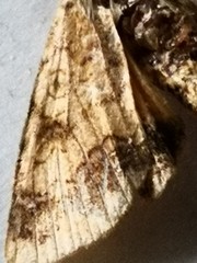 Helicoverpa assulta