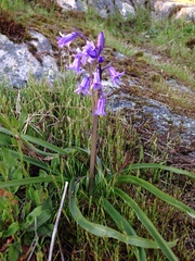Hyacinthoides non-scripta